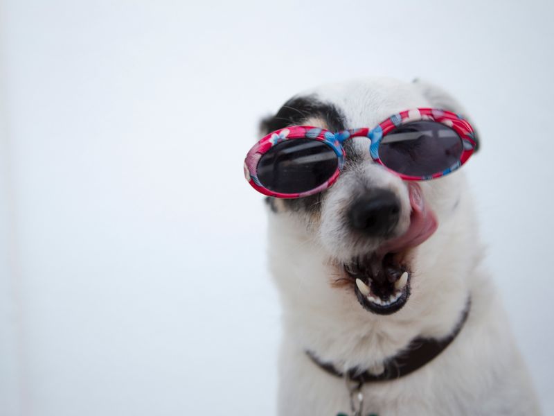 Dierenarts met hond