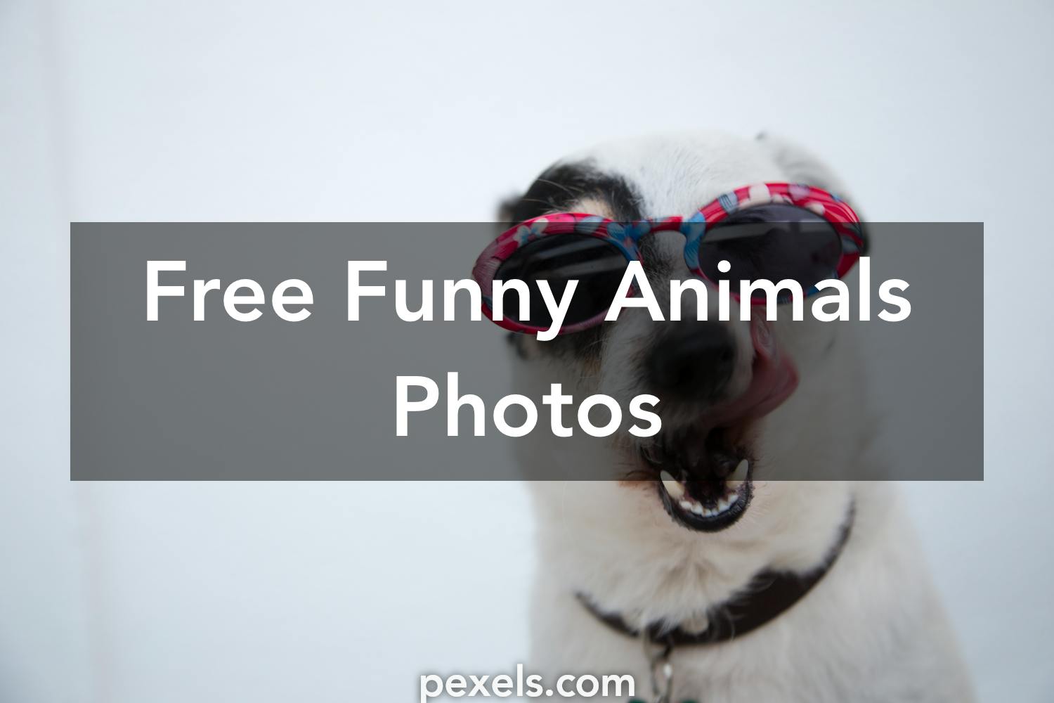 1000+ Great Funny Animals Photos · Pexels · Free Stock Photos