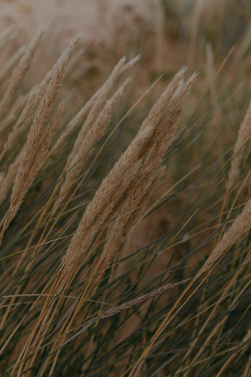 Close-up of Dry Grass on a Field