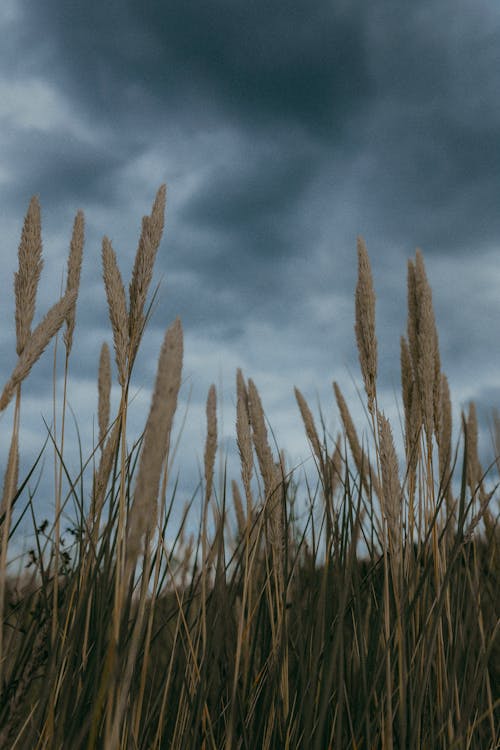 Dry Grass on a Field under Storm Clouds 
