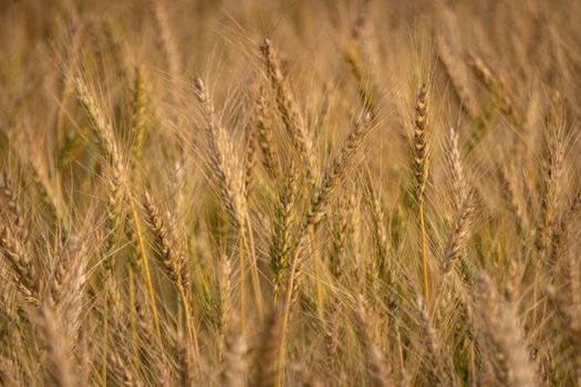 Close-up of a wheat field in summer, Prayagraj, Uttar Pradesh, India.