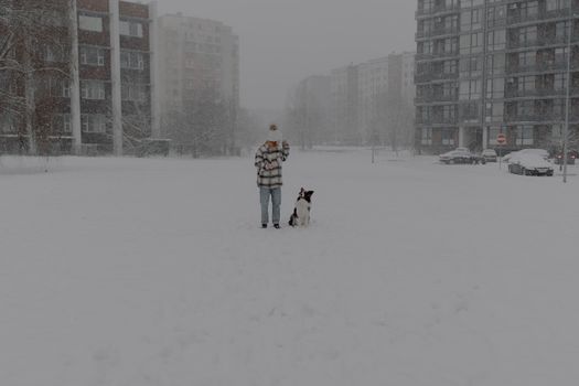 Free stock photo of adult, cold, dog