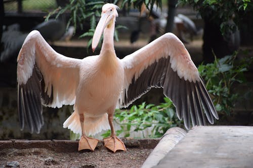 About to Fly White Pelican