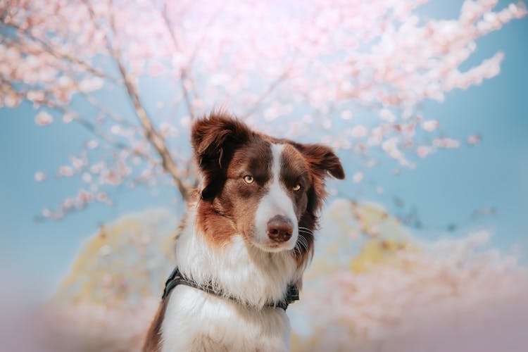 Close Up Of Border Collie With Tree In Spring Behind