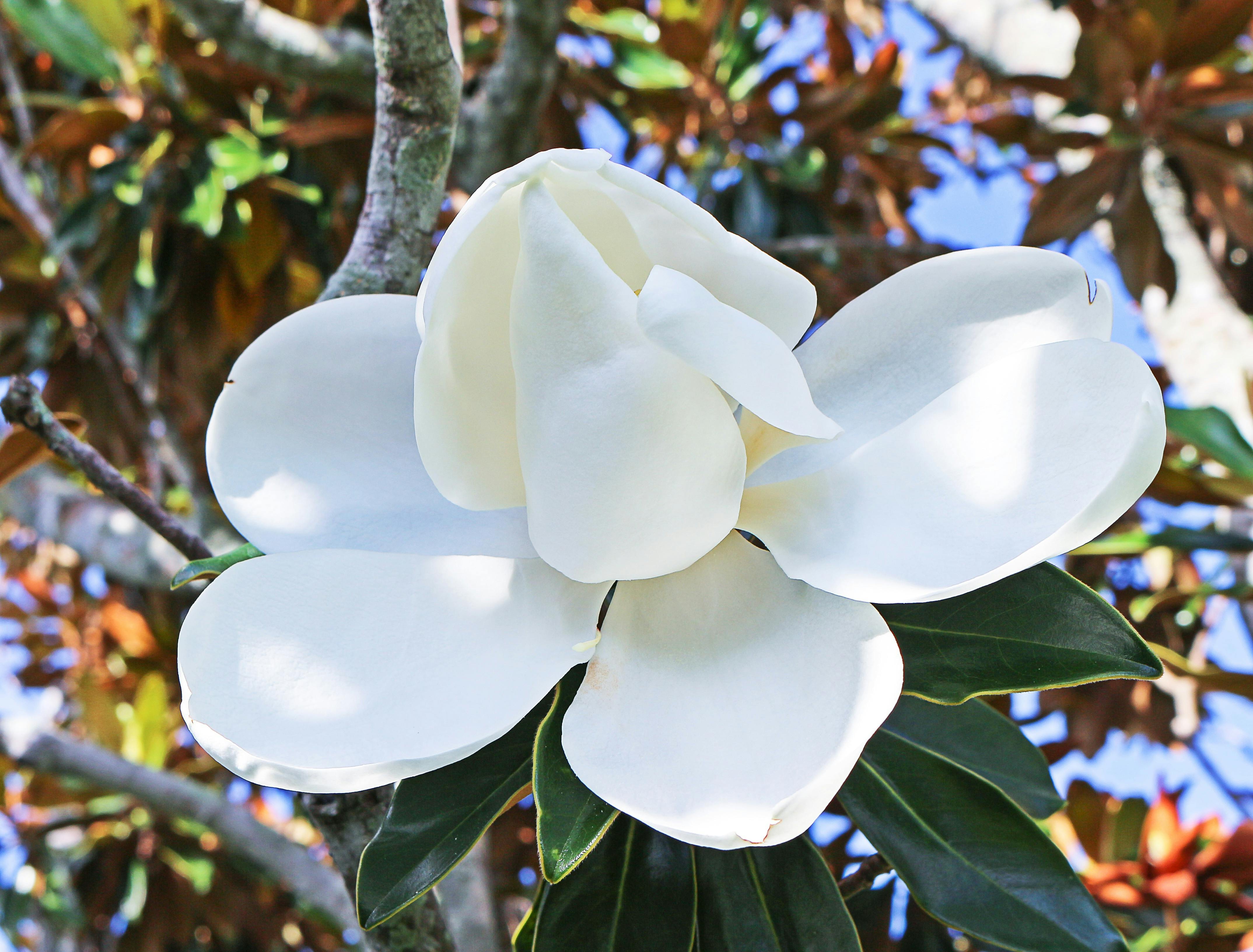 Free stock photo of florida vegetation, flower, magnolia