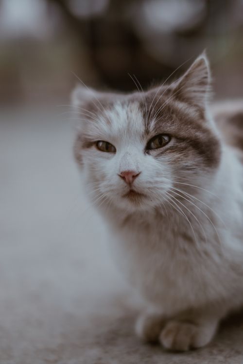 Free A serene close-up of a cat looking thoughtful, perfect for pet enthusiasts. Stock Photo