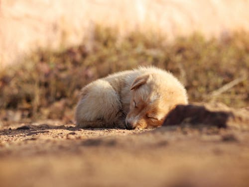 Close-up of a Puppy Sleeping on the Ground