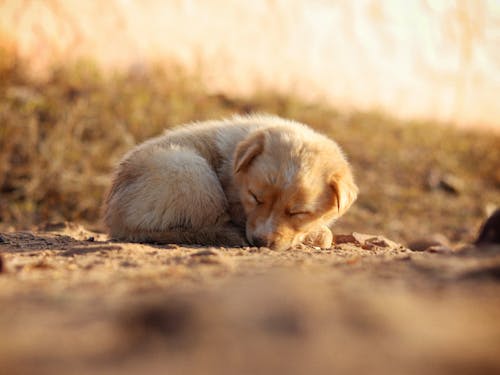 Close-up of a Puppy on the Ground