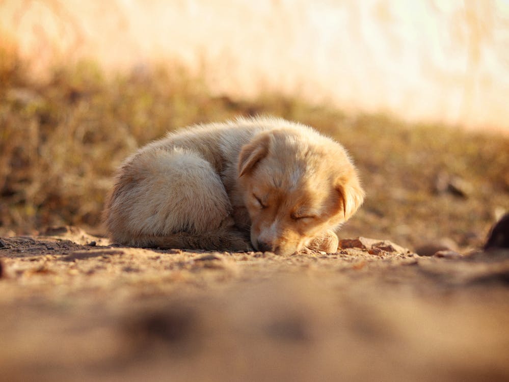 Close-up of a Puppy on the Ground