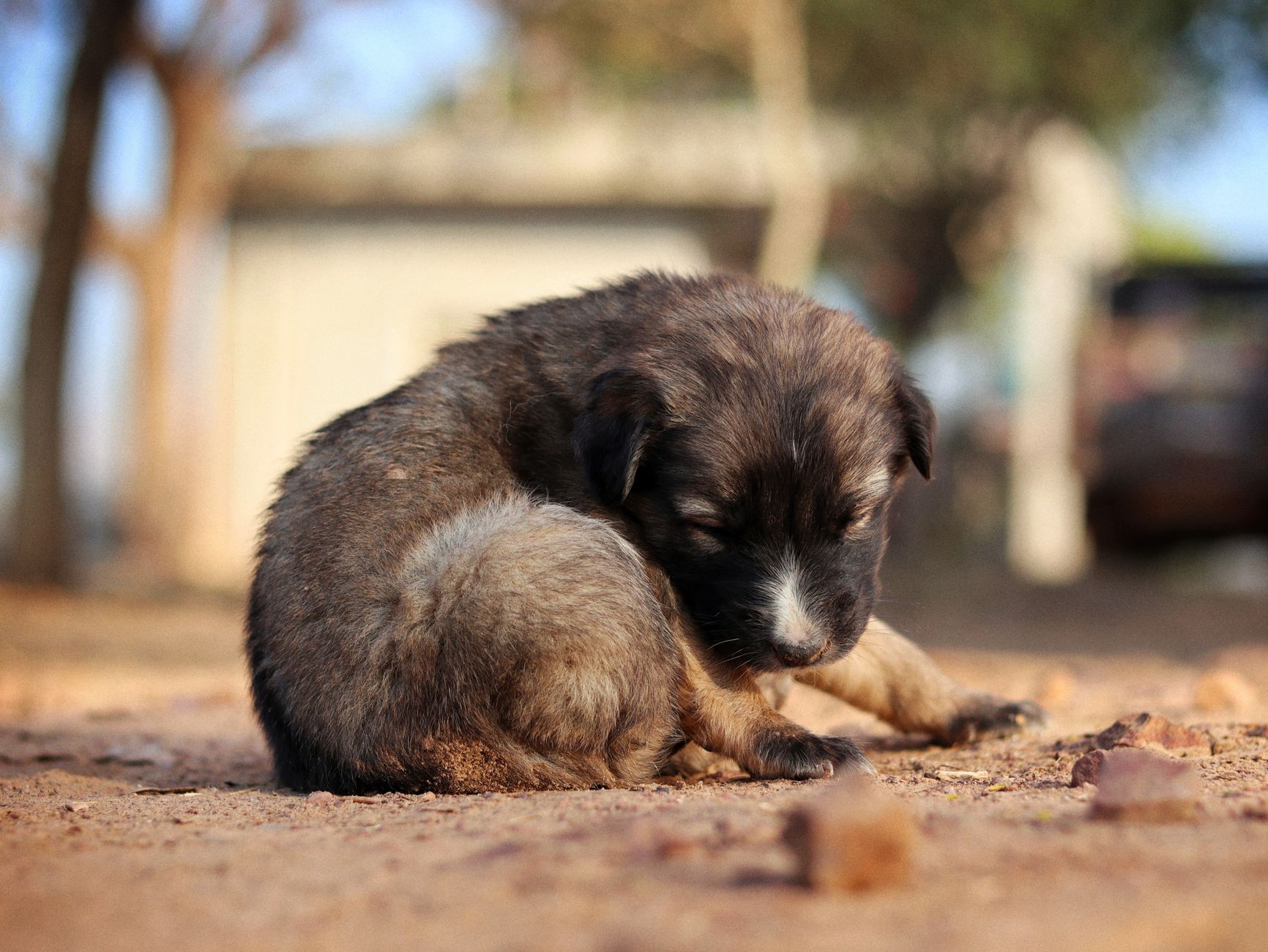 How Long Can a Dog Have Worms Before It Dies: Clear Guide