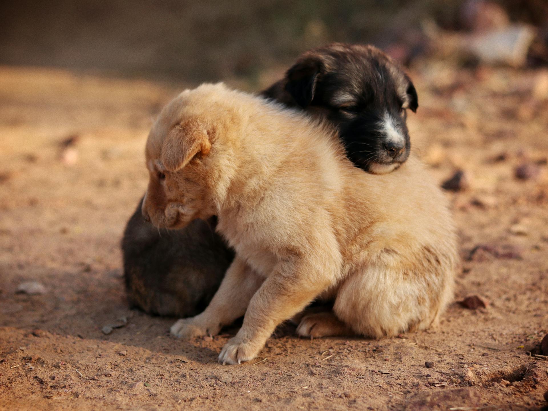 Close up of Puppies