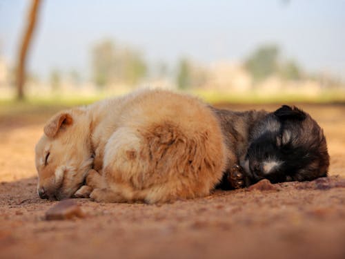 Sleeping Puppies on Ground