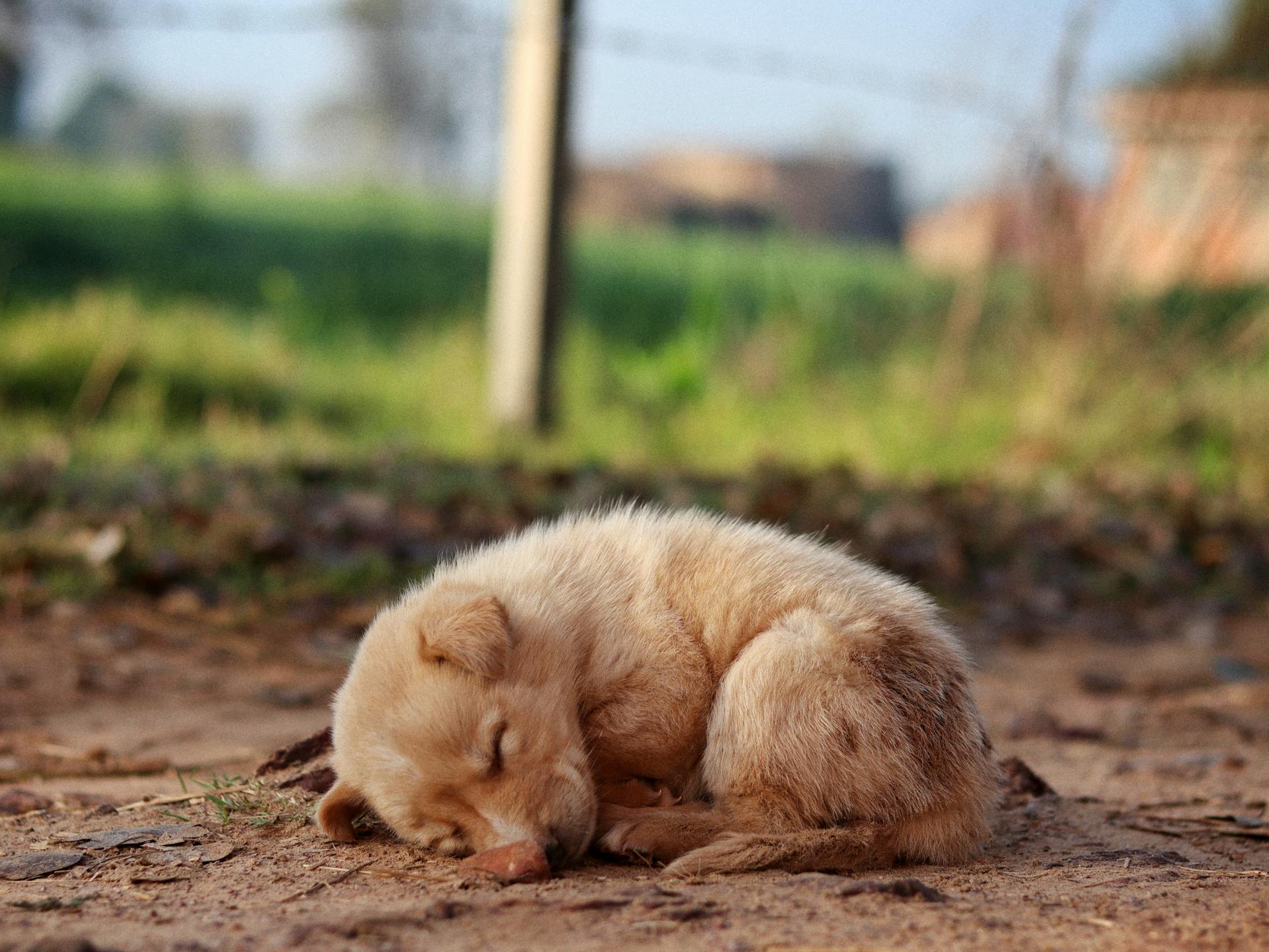 Puppy Sleeping on Ground