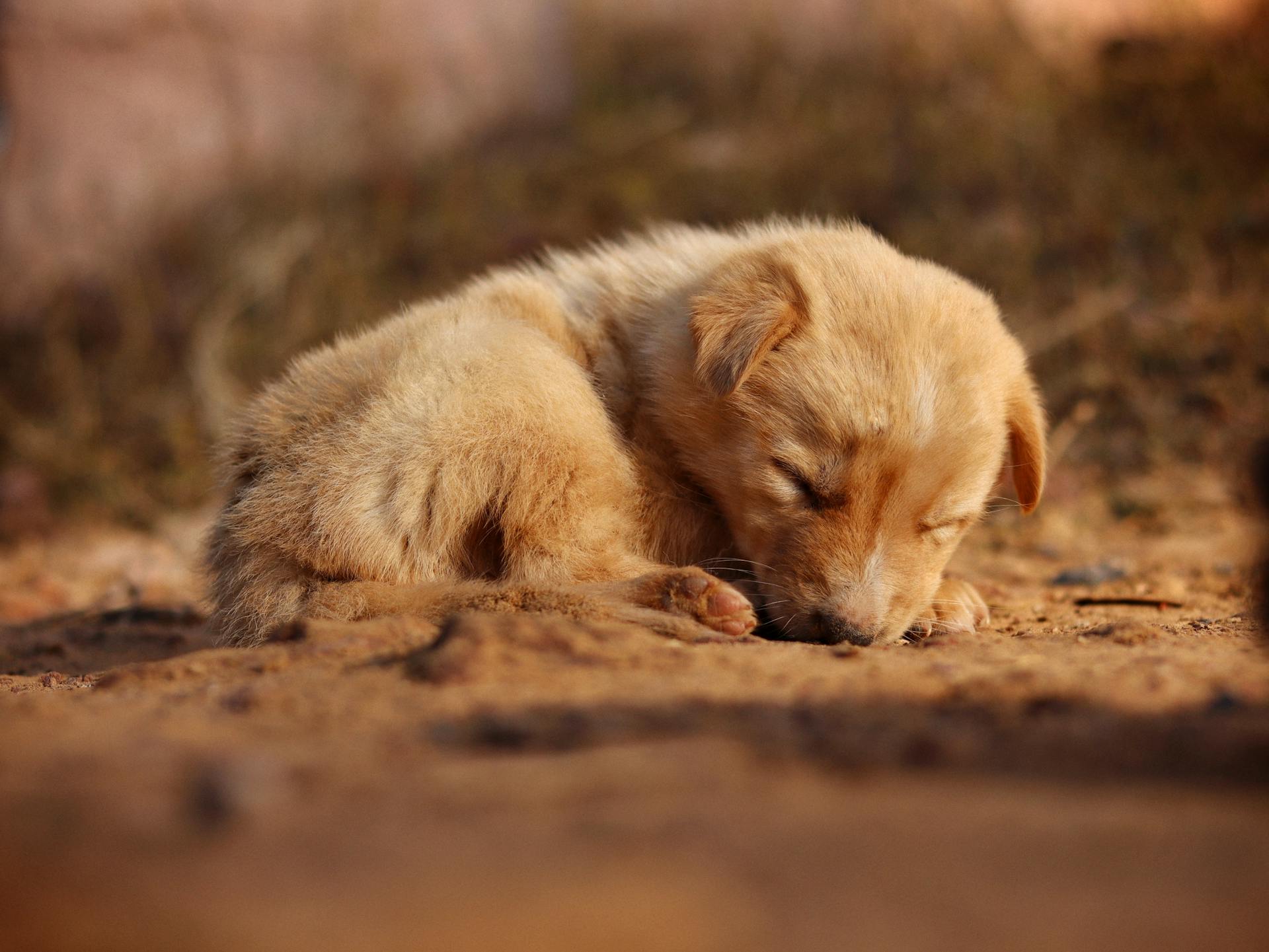 Puppy Lying Down on Ground