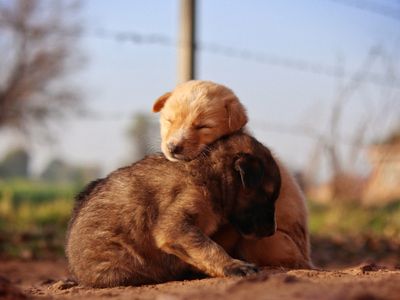 How Do You Teach a Puppy to Enjoy Cuddling? Here's What Actually Worked