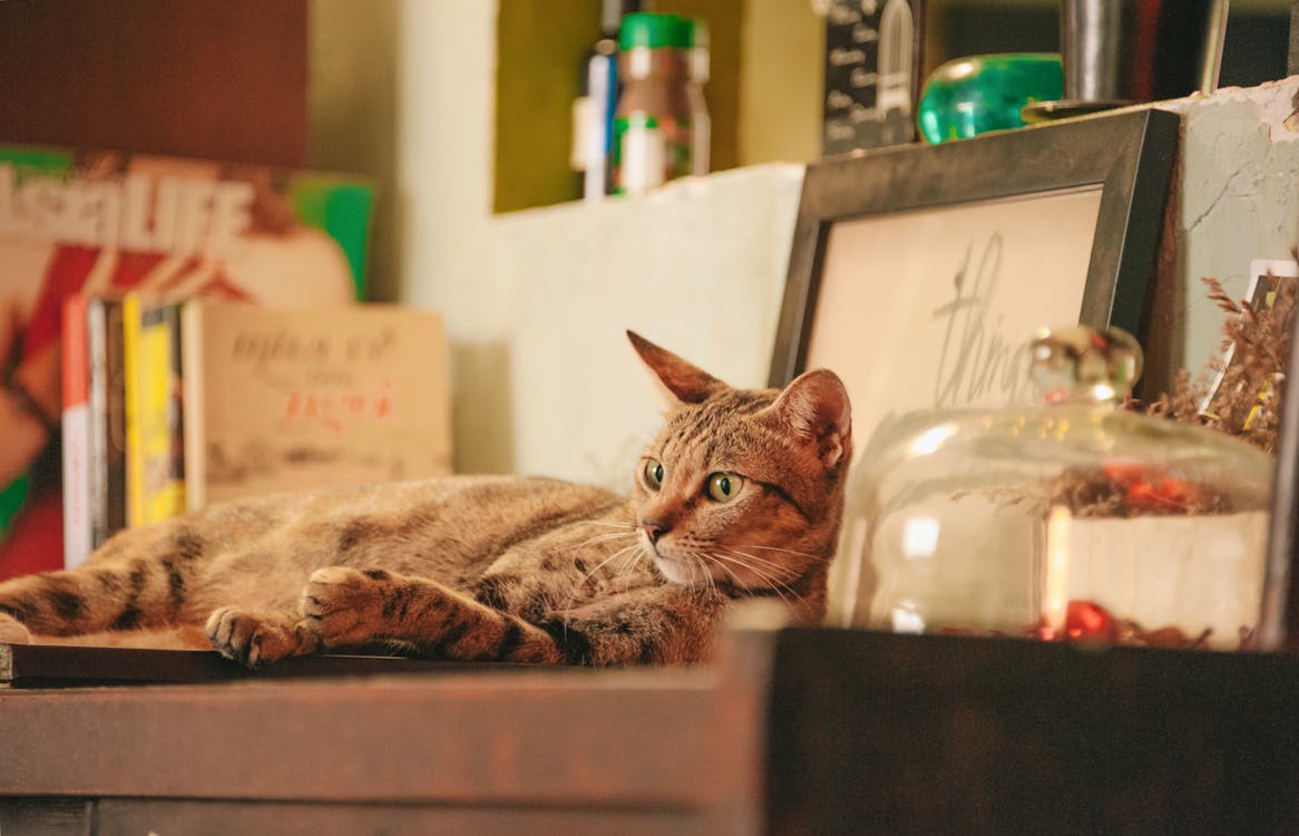 Photo of Orange Tabby Cat on Shelf
