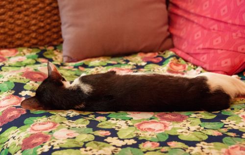 Free Adorable cat peacefully sleeping on a floral bedspread indoors, showcasing cozy domestic tranquility. Stock Photo