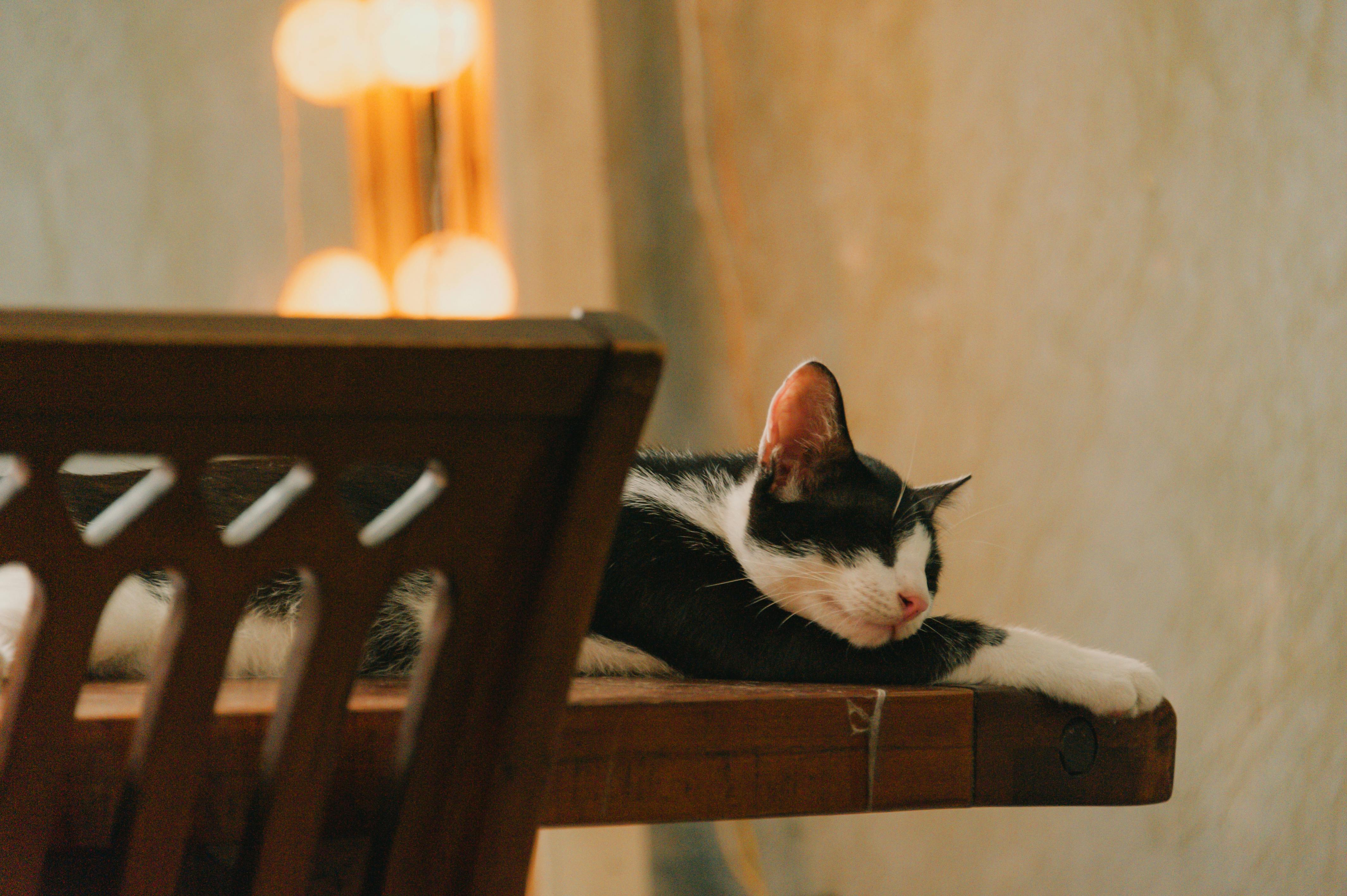 white and black cat lying on brown table