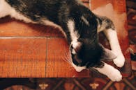 从上方俯拍，一只黑白相间的猫安静地睡在木制表面上