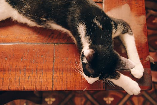 从上方俯拍，一只黑白相间的猫正安静地睡在木制表面上
