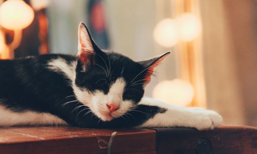 Free Close-up of a relaxed black and white cat sleeping on a wooden surface indoors. Stock Photo