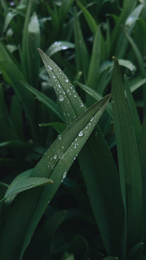 Foto profissional grátis de ecológico, fechar-se, folhas