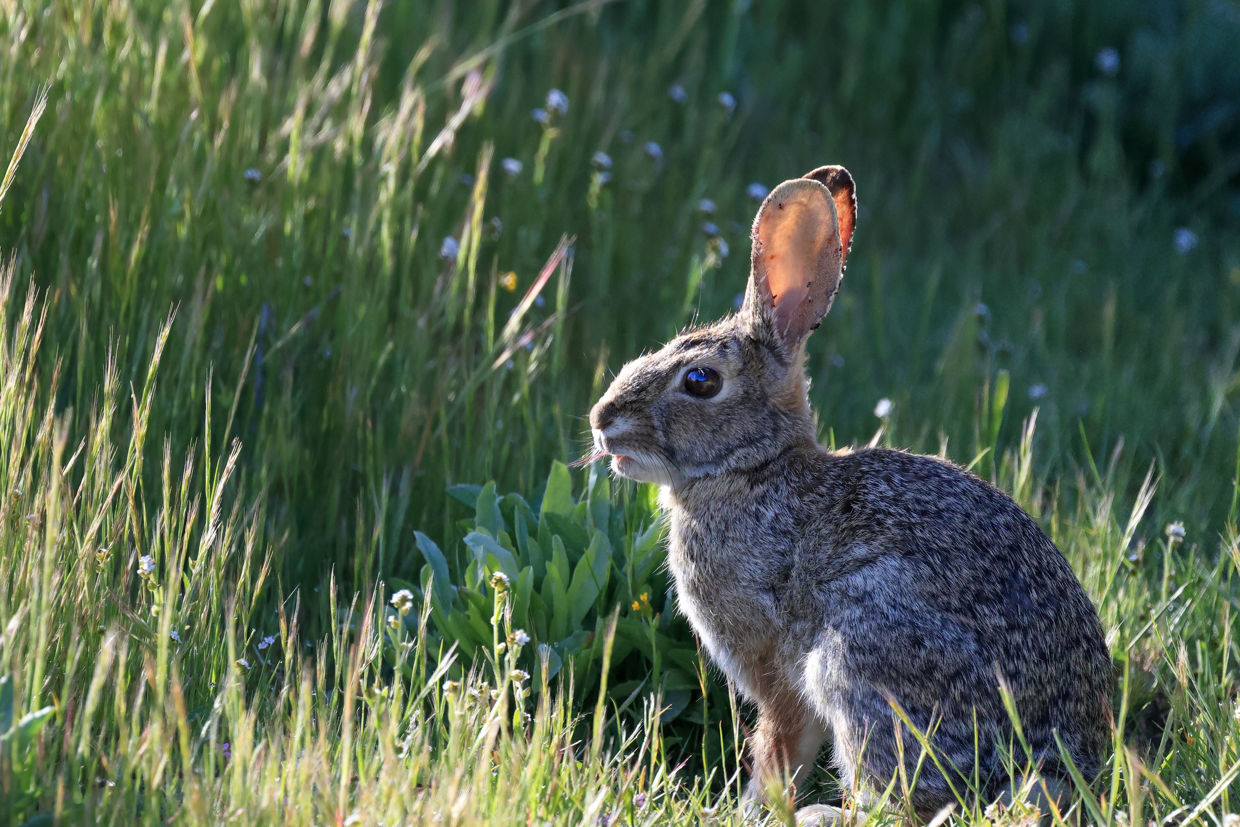 A wild rabbit sits attentively amidst vibrant green grass in a sunny field.