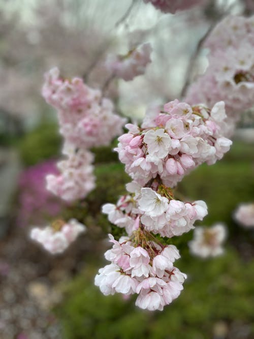 Close-up of Pink Flowers of a Cherry Tree in Spring