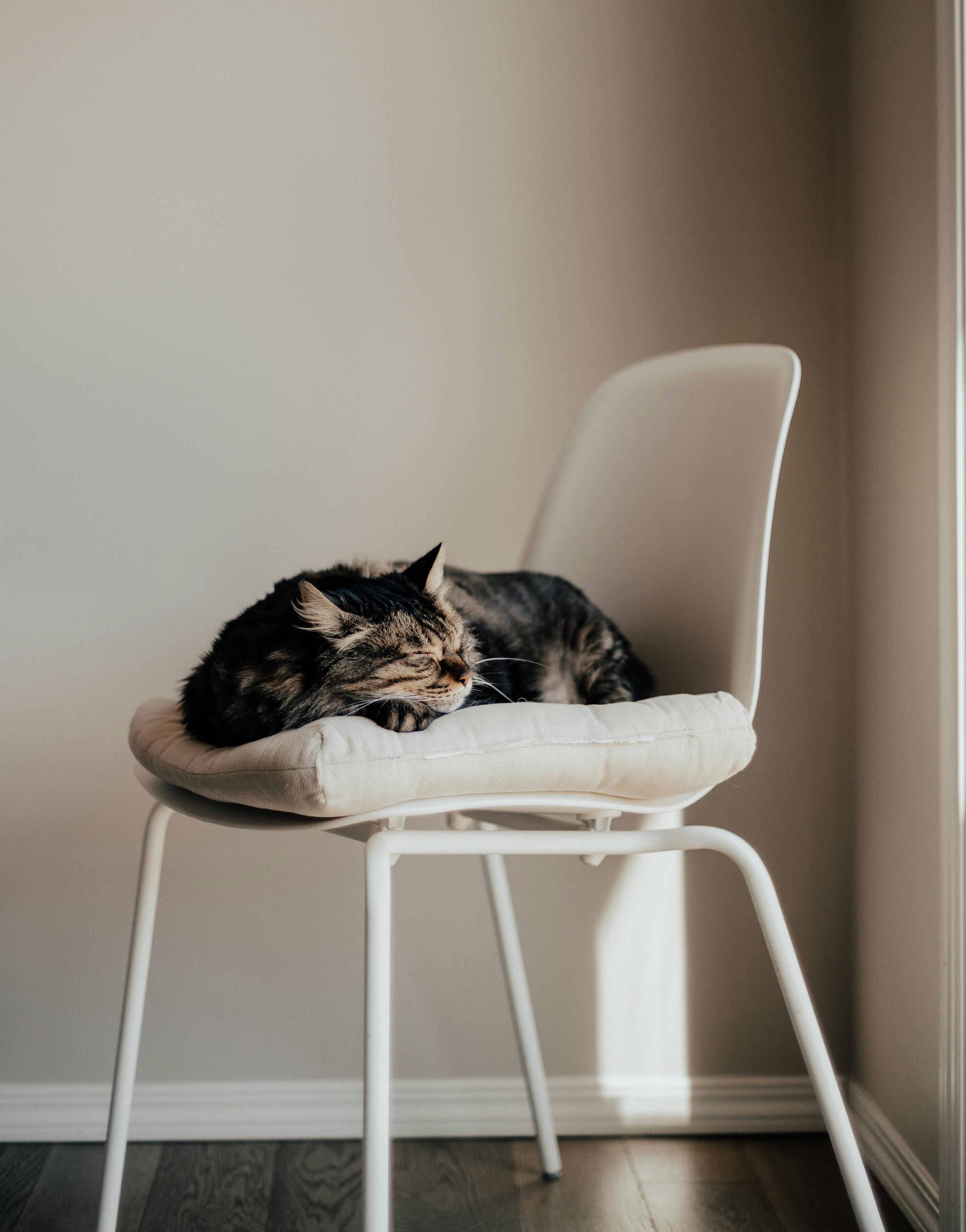 A peaceful cat sleeps comfortably on a white chair in a sunlit room.
