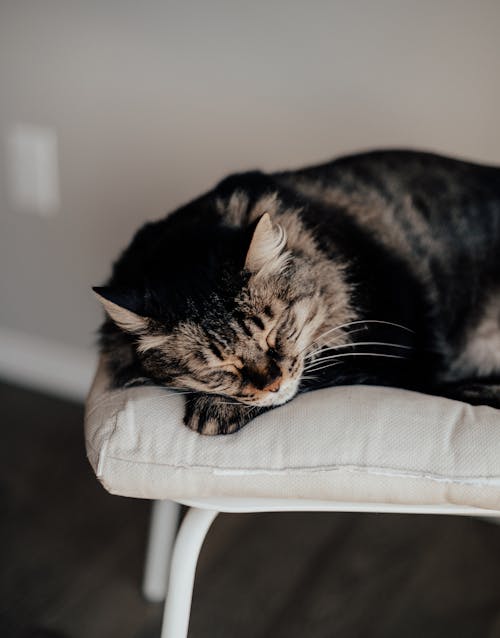 Cat Sleeping on Pillow