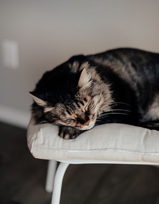 A fluffy cat comfortably sleeping on a soft pillow indoors, perfect for pet and relaxation themes.