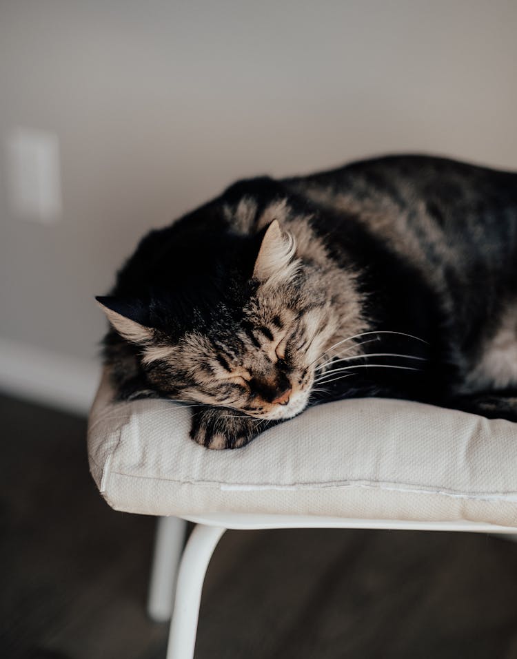 Cat Sleeping On Pillow