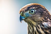 特写镜头捕捉了鹰迷人的敏锐眼睛和细致的羽毛，展现了它的捕食天性