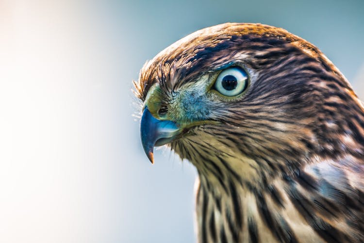 Close-up Photo Of Brown Hawk