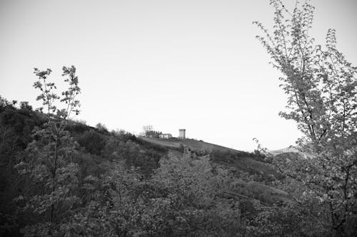 Trees and Hill in Black and White