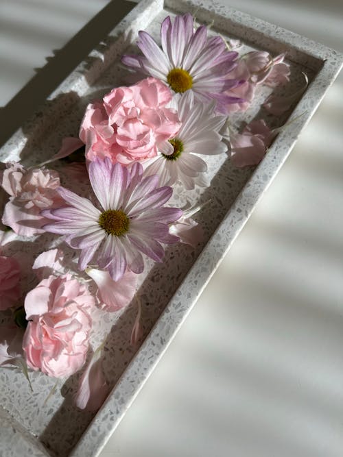 Fotos de stock gratuitas de de cerca, flores, Fondo blanco