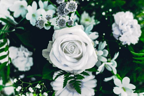 açmış gül, Beyaz güller, çiçek içeren Ücretsiz stok fotoğraf