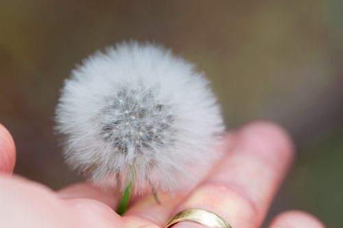 Free A delicate dandelion seed head held gently in hand, showcasing intricate details. Stock Photo