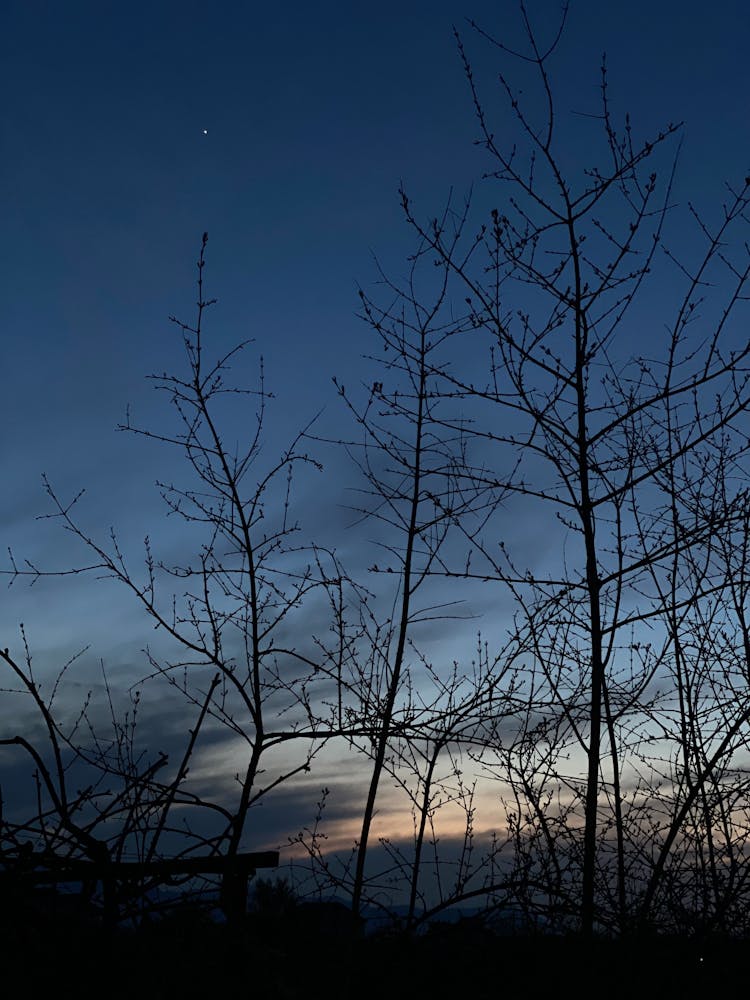 Bare Trees Under Clear Sky In Evening