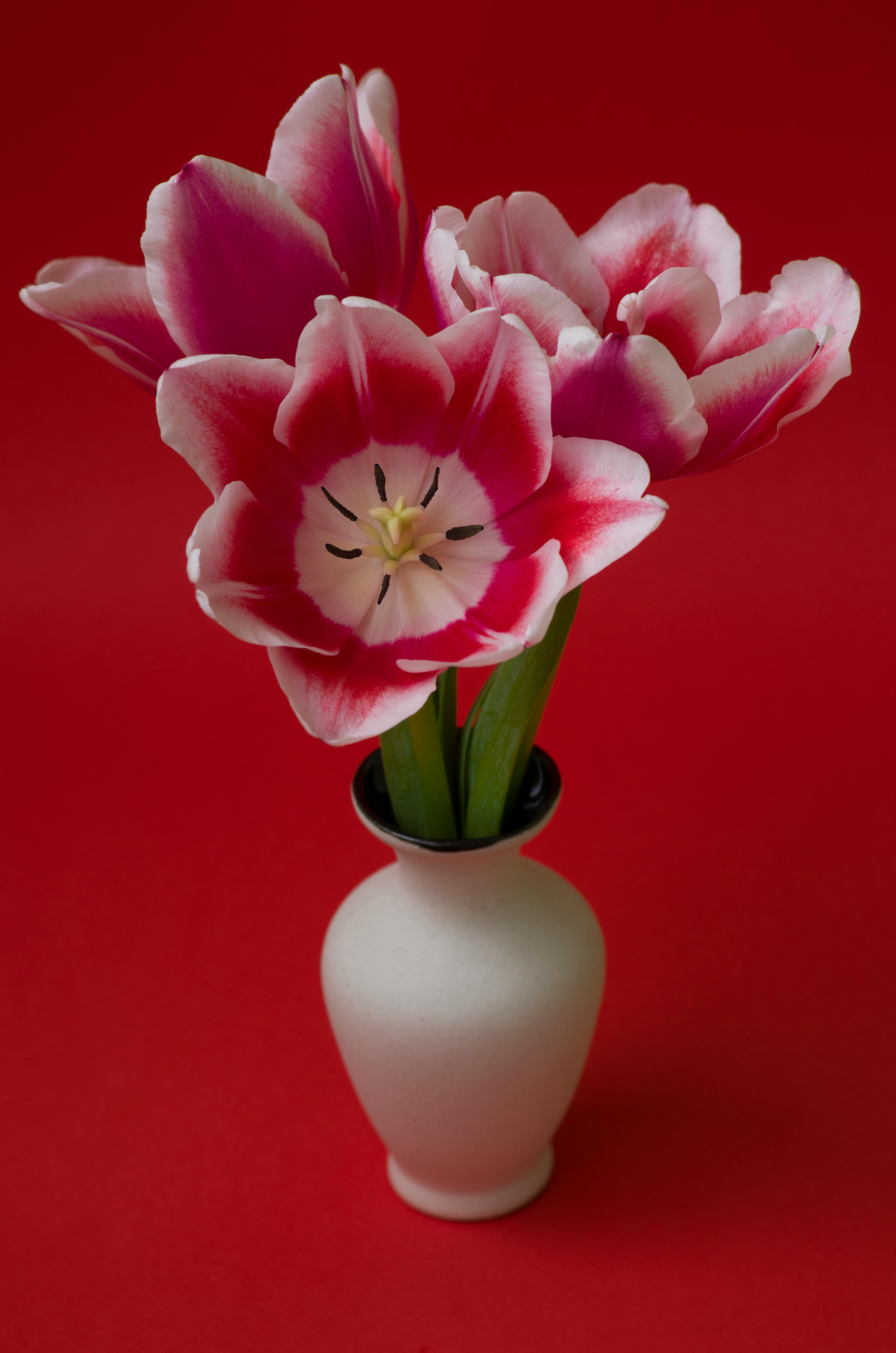 [ColoSach]-a-beautiful-still-life-of-pink-and-white-tulips-in-a-white-vase-against-a-red-background.