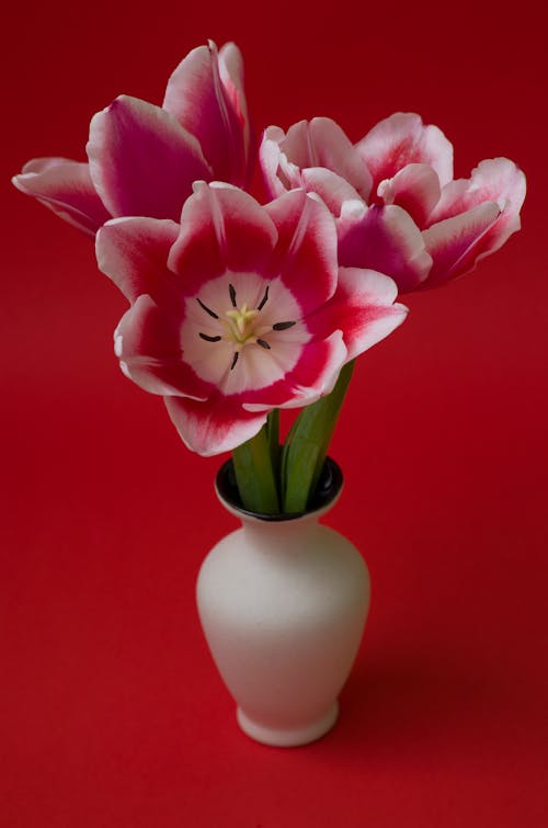 꽃, 꽃병, 빨간색 배경의 무료 스톡 사진