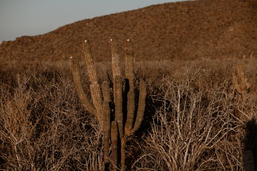 Ilmainen kuvapankkikuva tunnisteilla aavikko, joutomaa, kaktus