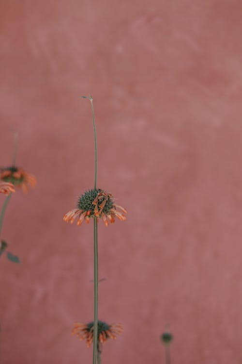 A Flower on a Field in Summer