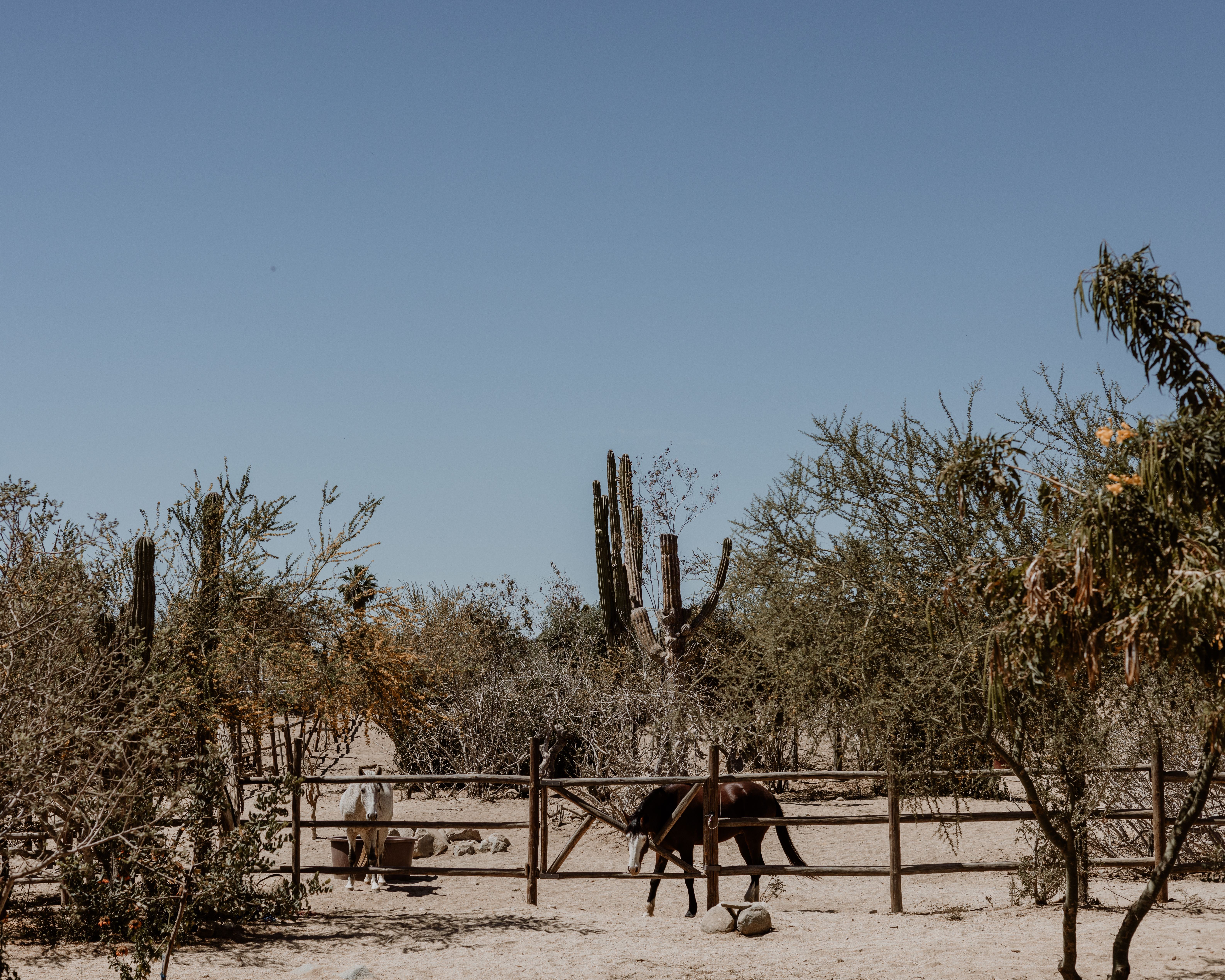 horse ranch desert
