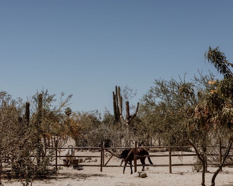 horse ranch desert