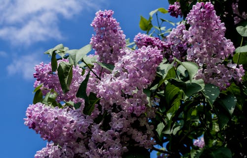 lilac flowers against a blue sky with clouds