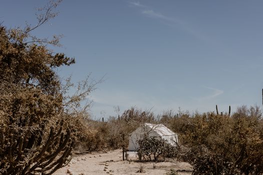 White tent in a desert landscape with clear skies, surrounded by bushes and cacti in Baja California Sur, Mexico.