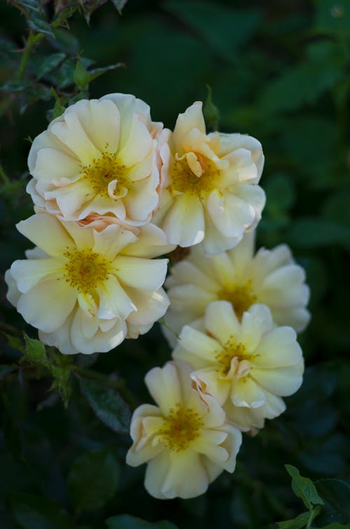 yellow roses bloom in the garden, horizontal photo
