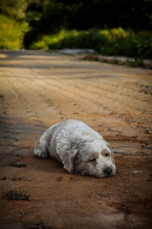 Foto profissional grátis de animal de estimação, cachorro, cansado