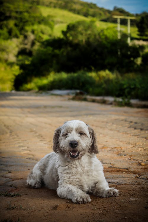 Foto profissional grátis de cachorro, chão, deitado